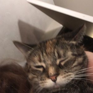 Meet your Posher, Shannon